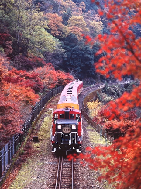 Sagano Romantic Train passing through vibrant autumn foliage in Kyoto, Japan.