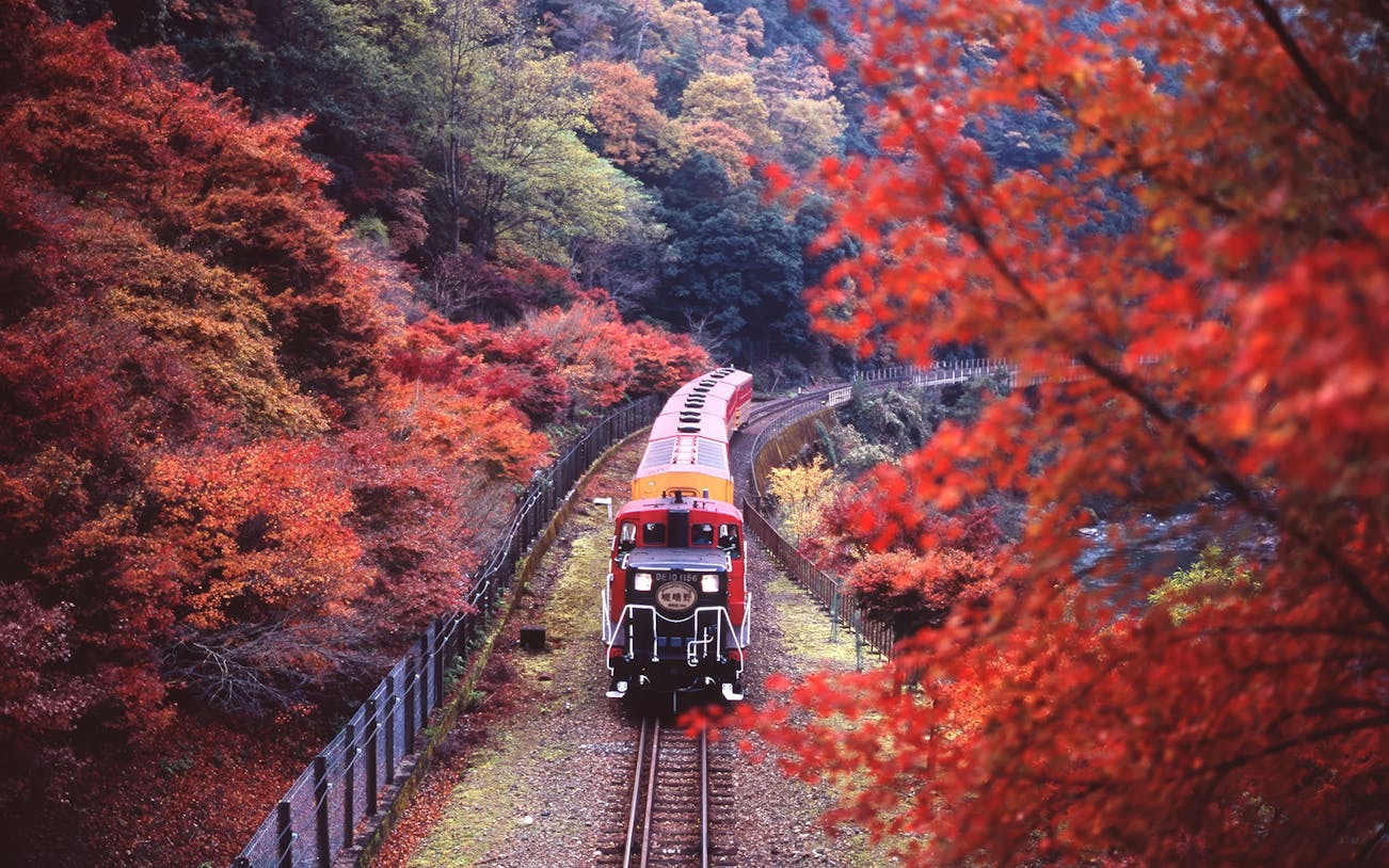 Sagano Romantic Train passing through vibrant autumn foliage in Kyoto, Japan.