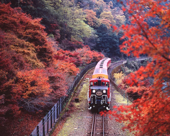 Kyoto Cherry Blossom Day Tour: Sagano Romantic Train, Hozugawa River Boat, and Arashiyama