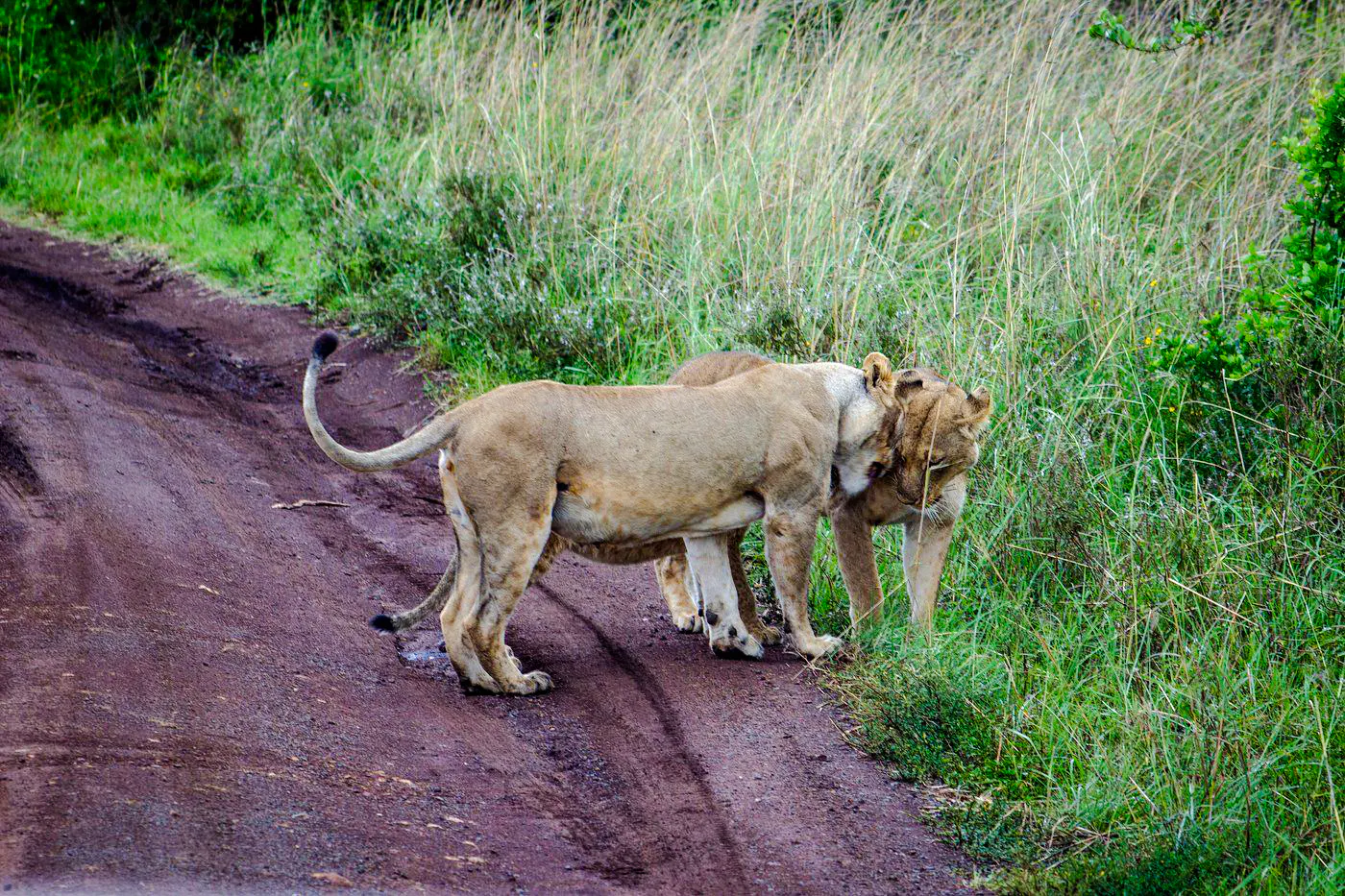 Lions on a dirt path in Maasai Mara during a 3-day safari from Nairobi.