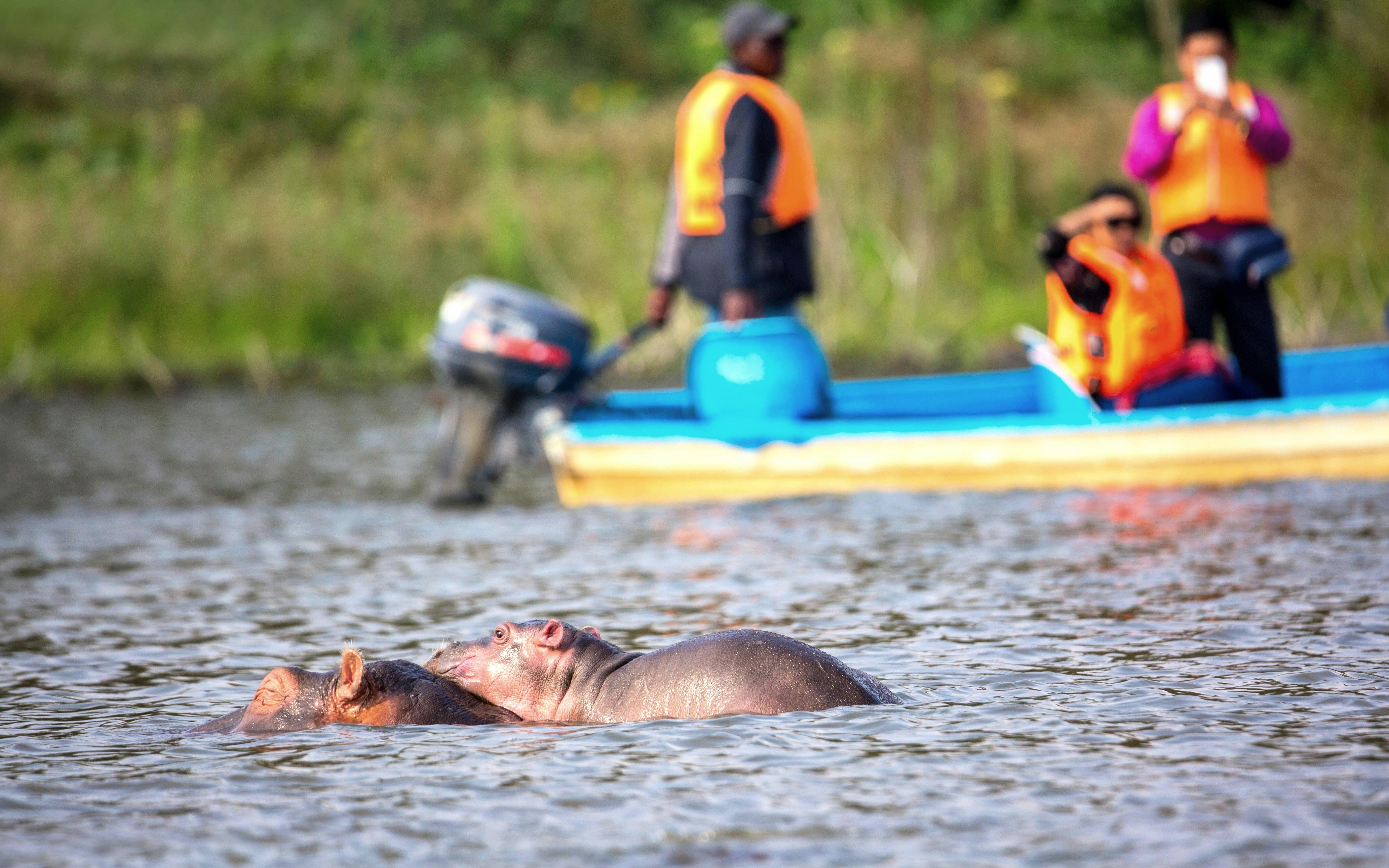 Hippopotamus in Lake Naivasha with tourists on boat in background, Nairobi.