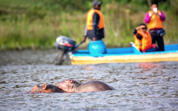 Hippopotamus in Lake Naivasha with tourists on boat in background, Nairobi.