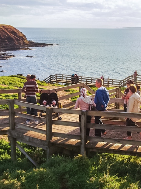 Group of people on boardwalk overlooking ocean at penguin parade site.