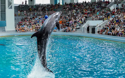 Dolphin leaping during a show at Constanta Dolphinarium with audience watching.