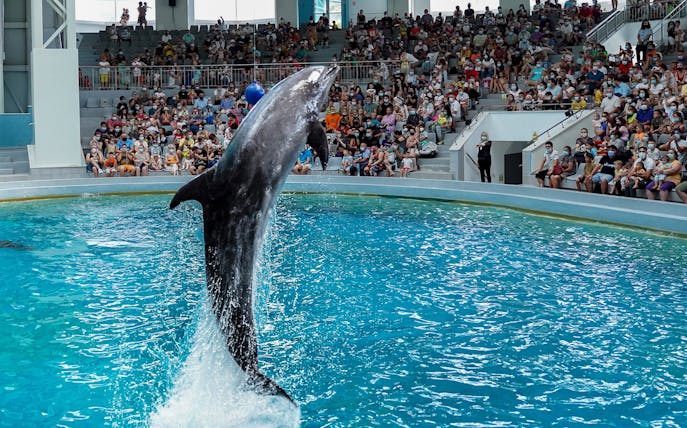 Dolphin leaping during a show at Constanta Dolphinarium with audience watching.