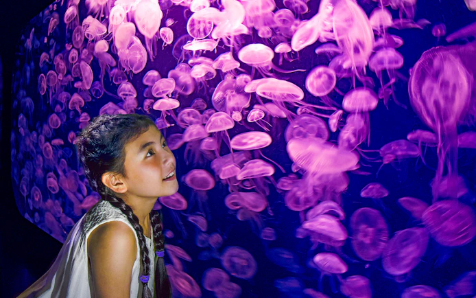 Girl observing jellyfish at SEA Aquarium, Singapore.