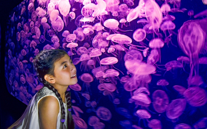 Girl observing jellyfish at SEA Aquarium, Singapore.