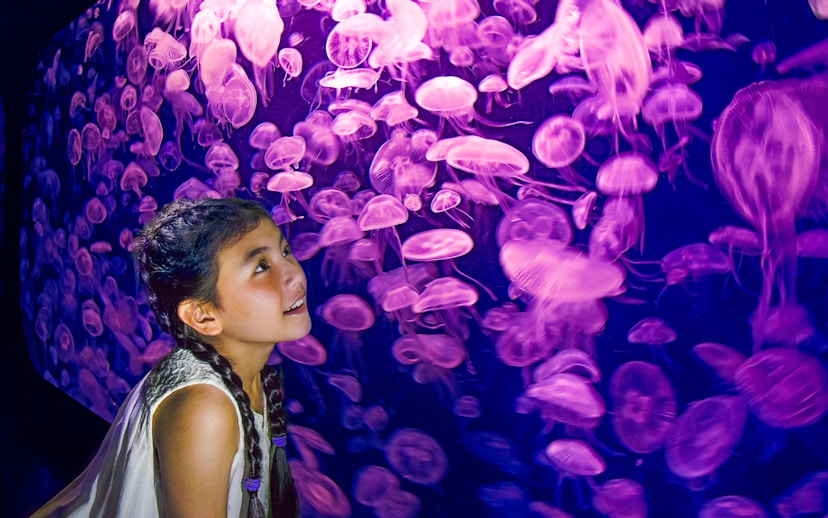 Girl observing jellyfish at SEA Aquarium, Singapore.