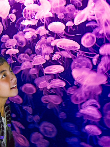 Girl observing jellyfish at SEA Aquarium, Singapore.