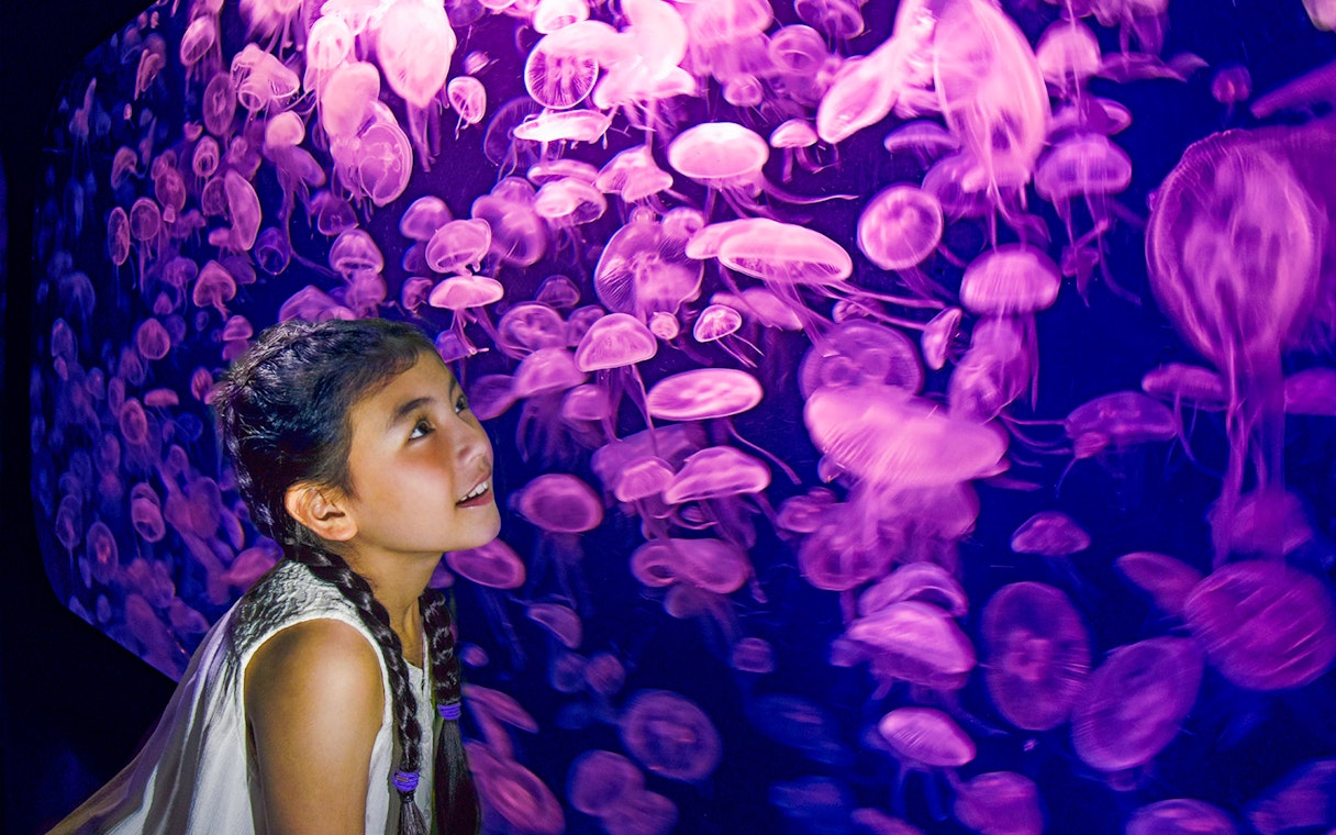 Girl observing jellyfish at SEA Aquarium, Singapore.
