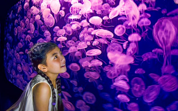 Girl observing jellyfish at SEA Aquarium, Singapore.
