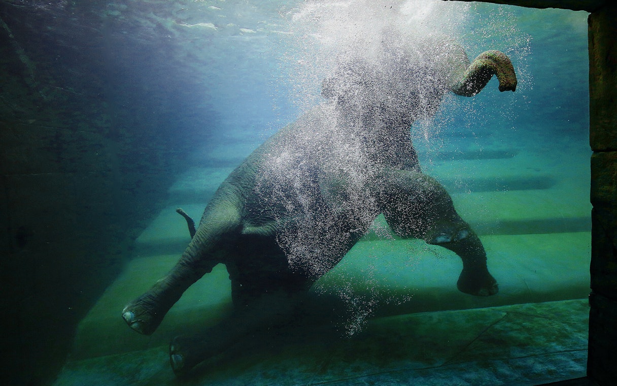 Elephant swimming underwater at Zoo Leipzig.