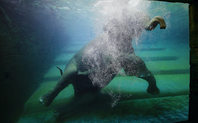 Elephant swimming underwater at Zoo Leipzig.