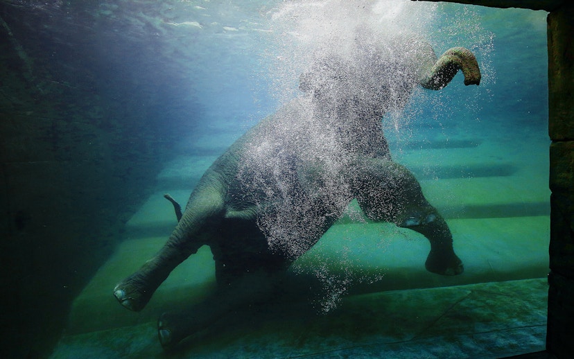 Elephant swimming underwater at Zoo Leipzig.