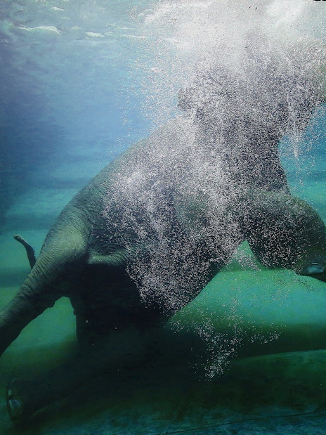 Elephant swimming underwater at Zoo Leipzig.