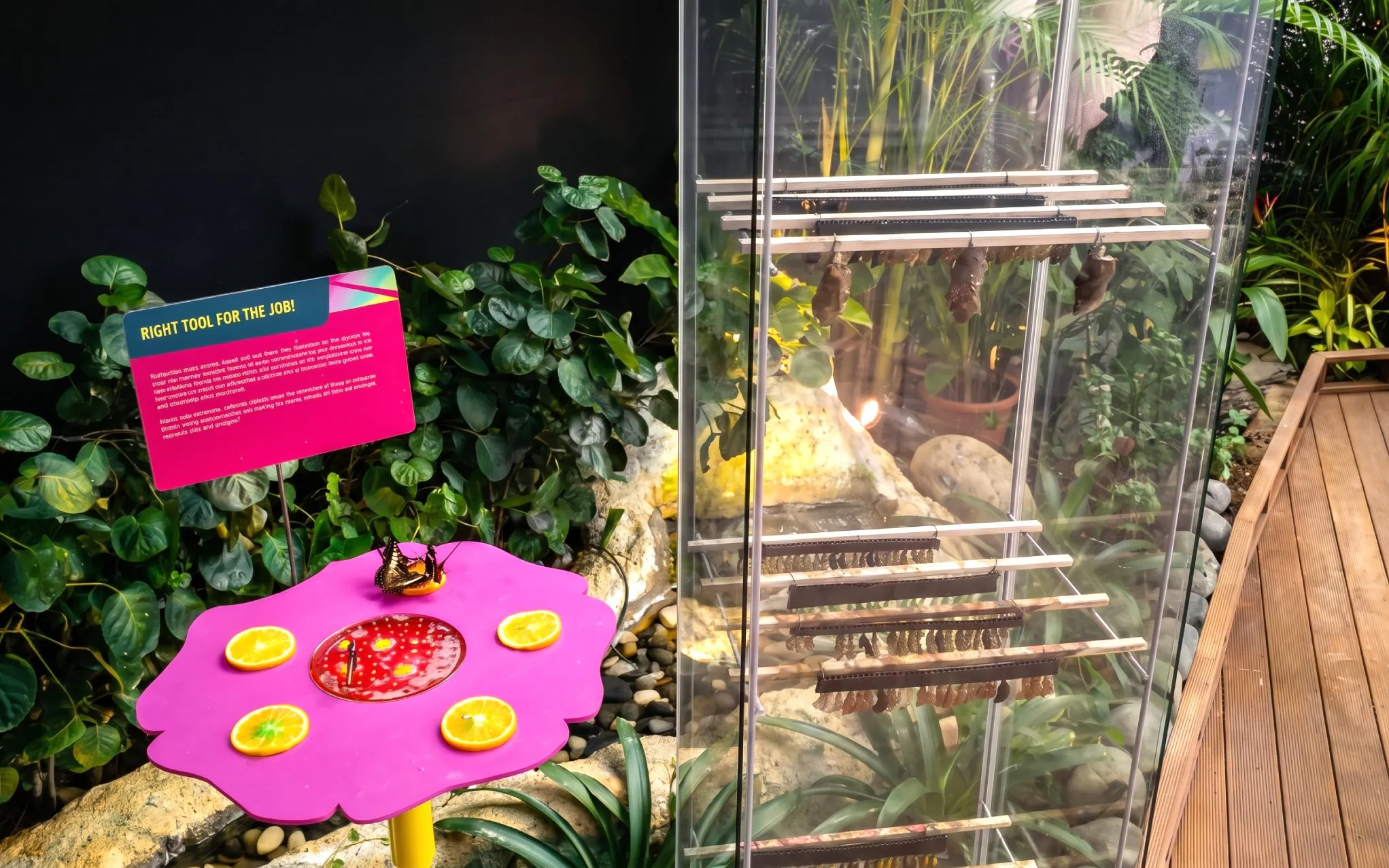 Butterfly enclosure with chrysalis display at Science Centre Singapore.