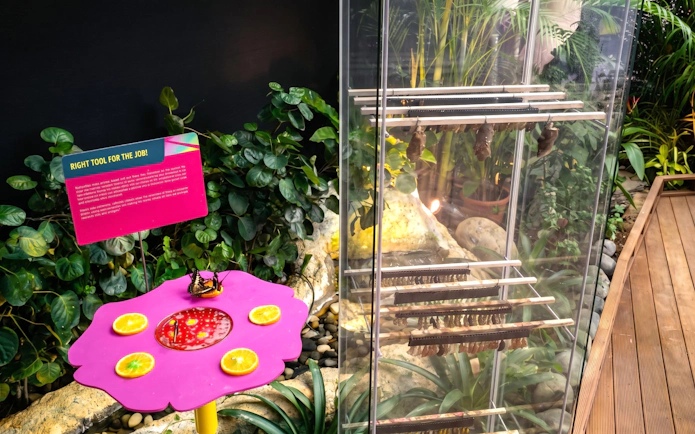 Butterfly enclosure with chrysalis display at Science Centre Singapore.