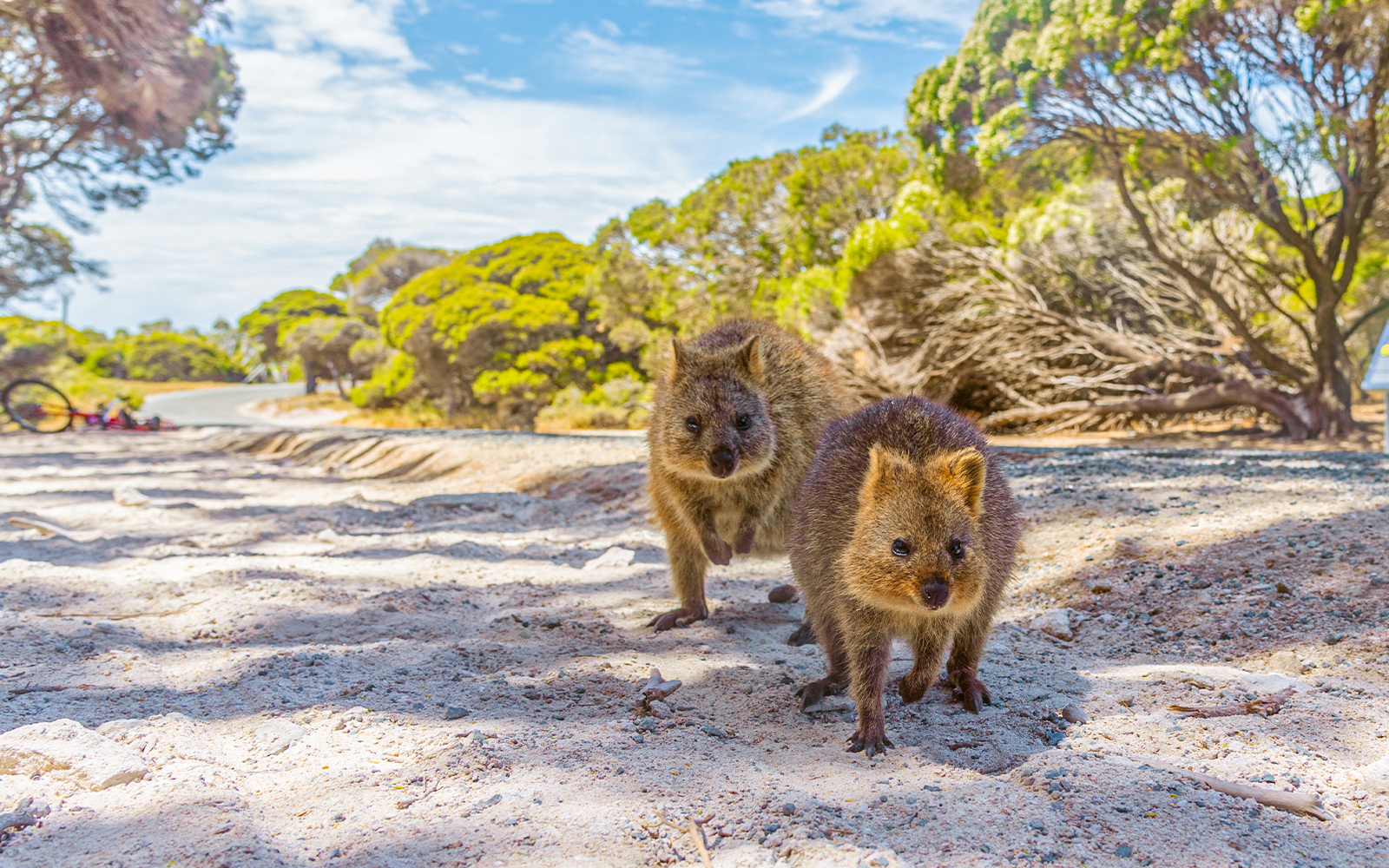 Avvistamento di quokka