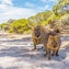 Repérage des quokkas