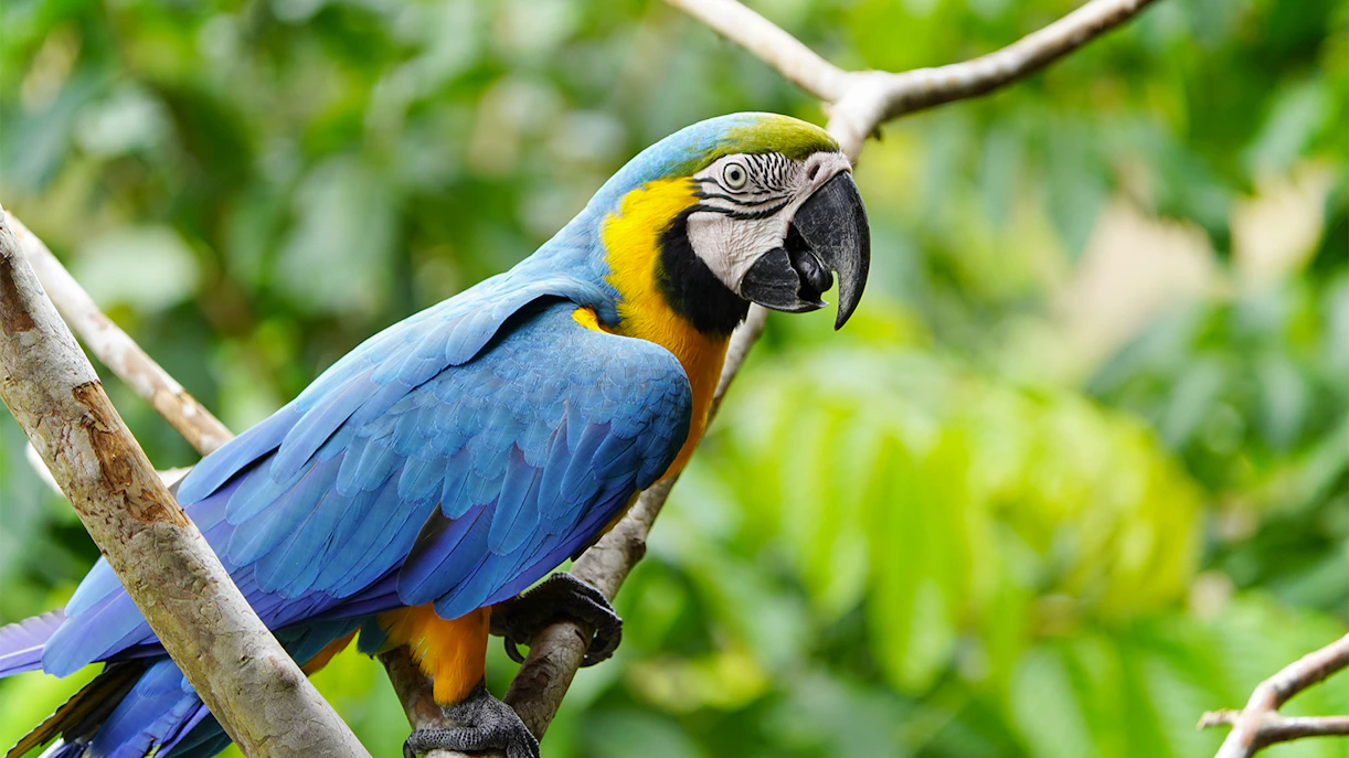 Blue-and-yellow Macaw perched on a branch at Bioparco Rome.