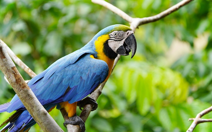 Blue-and-yellow Macaw perched on a branch at Bioparco Rome.