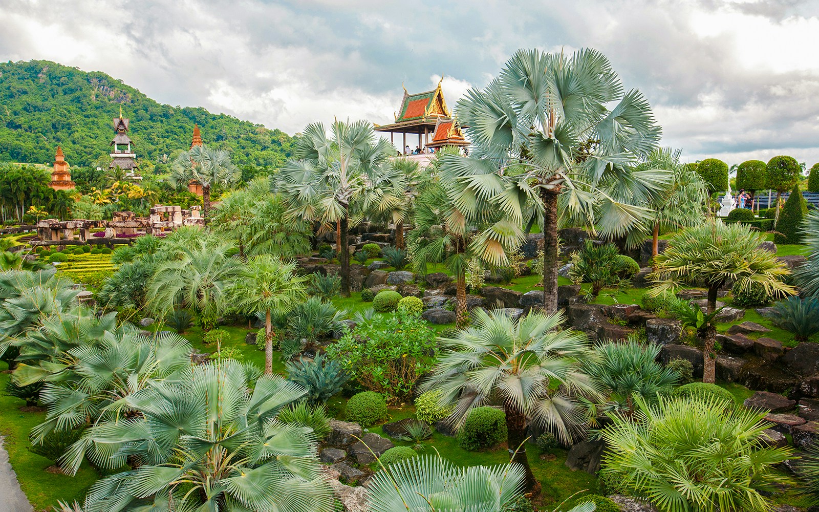 Cycads in Nong Nooch Tropical Gardens, Pattaya, showcasing lush greenery and unique plant species.