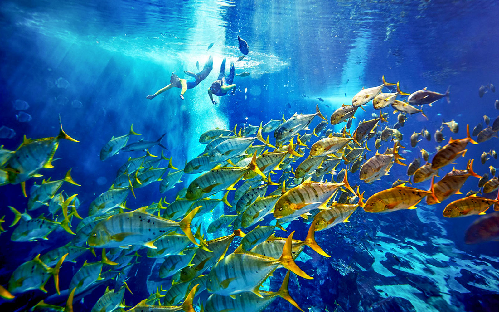 Couple snorkeling with fish at Atlantis, Bahamas.