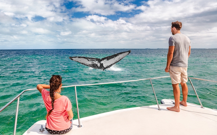 People on a ship watching a whale tail in the ocean.