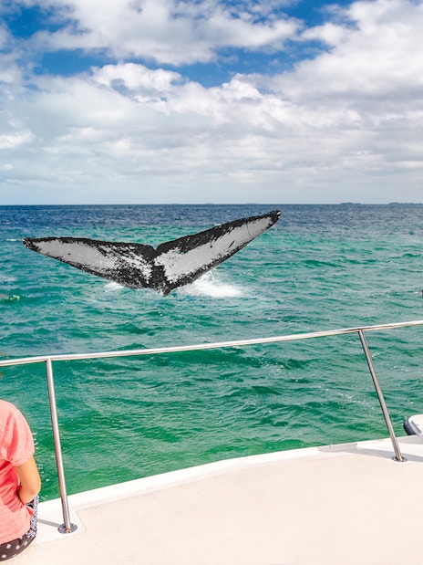 People on a ship watching a whale tail in the ocean.