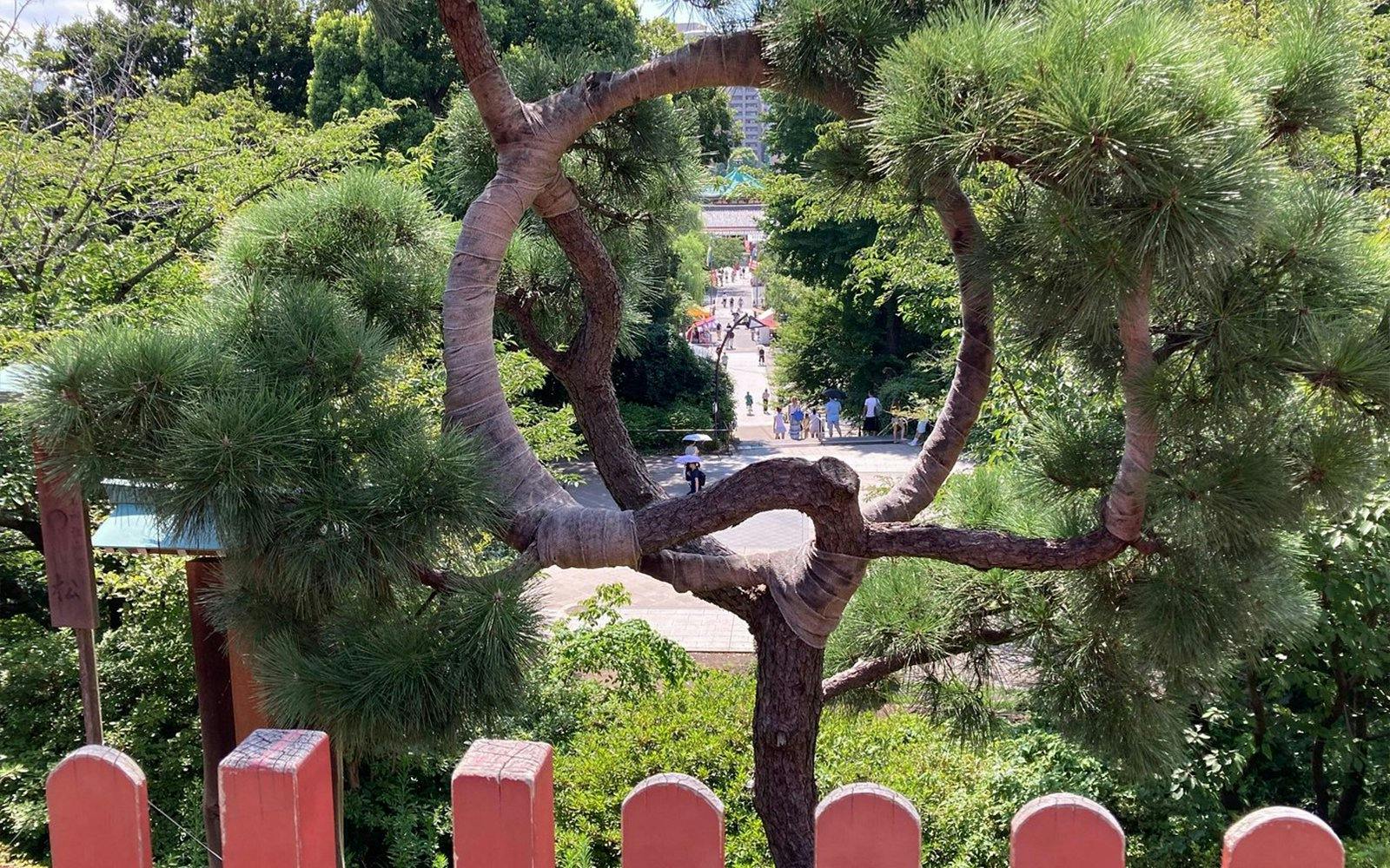 Pine tree framing path in Ueno Park, Tokyo, with visitors walking towards the Tokyo National Museum.