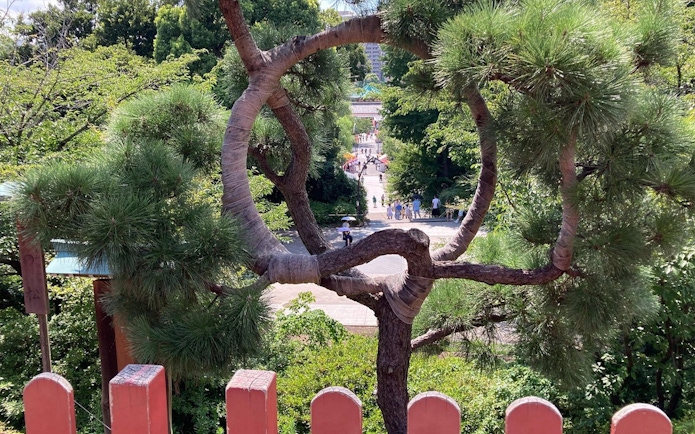 Pine tree framing path in Ueno Park, Tokyo, with visitors walking towards the Tokyo National Museum.