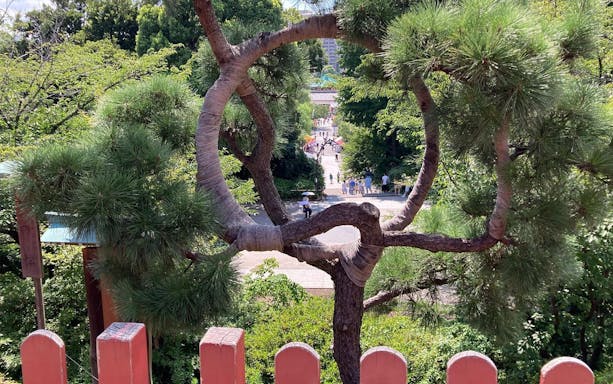 Pine tree framing path in Ueno Park, Tokyo, with visitors walking towards the Tokyo National Museum.