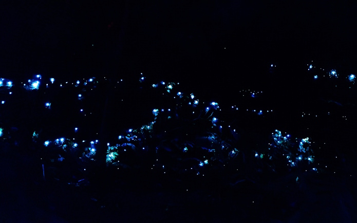 Glow worms illuminating a dark rainforest during an evening tour.
