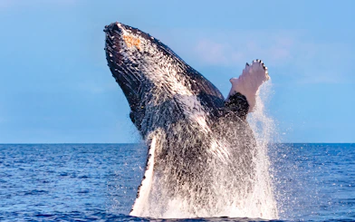 Whale breaching in Waikiki during deluxe whale watch sail.