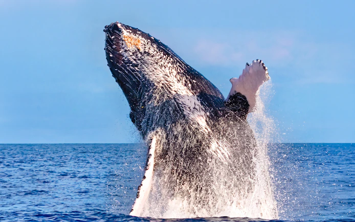 Whale breaching in Waikiki during deluxe whale watch sail.