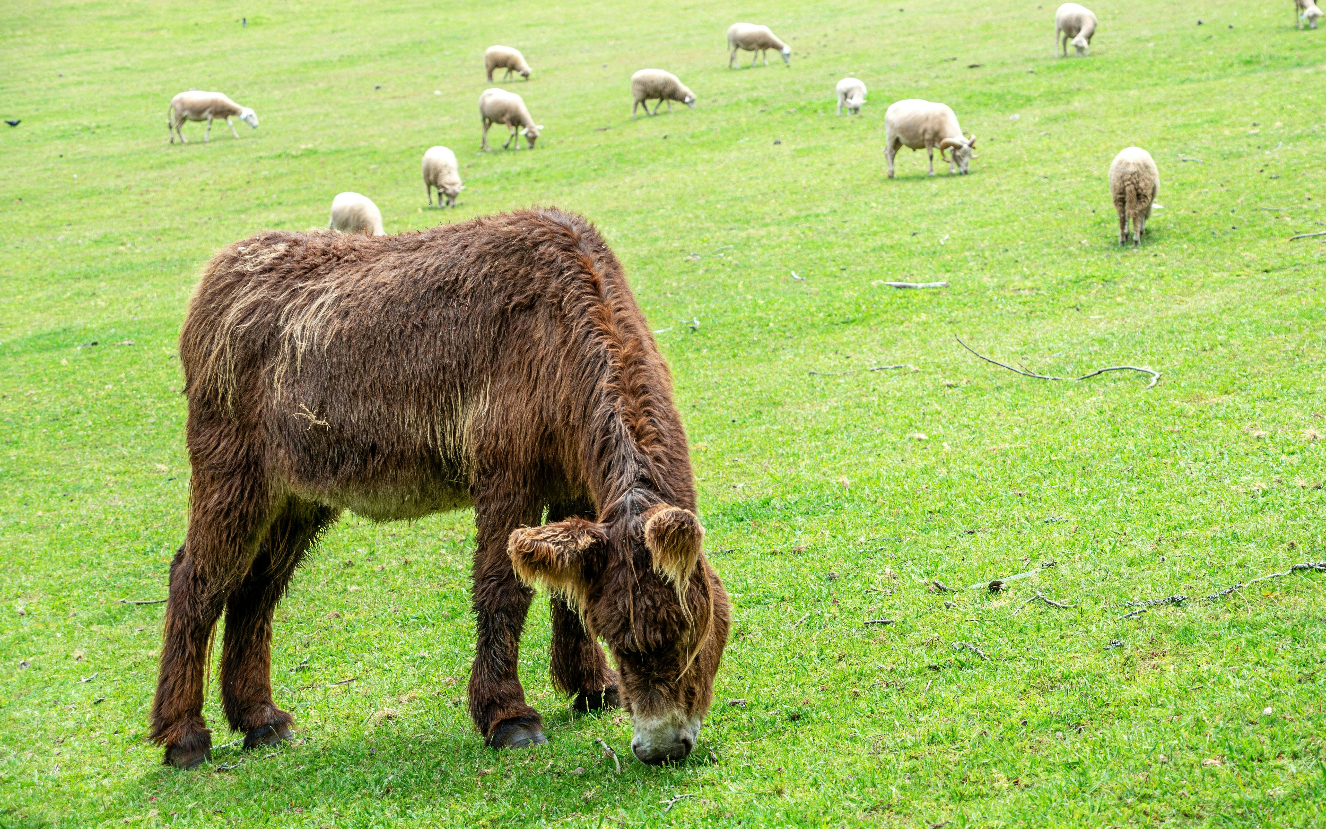 Fluffy donkey grazing on grass at Fundacao Serralves park, Porto.