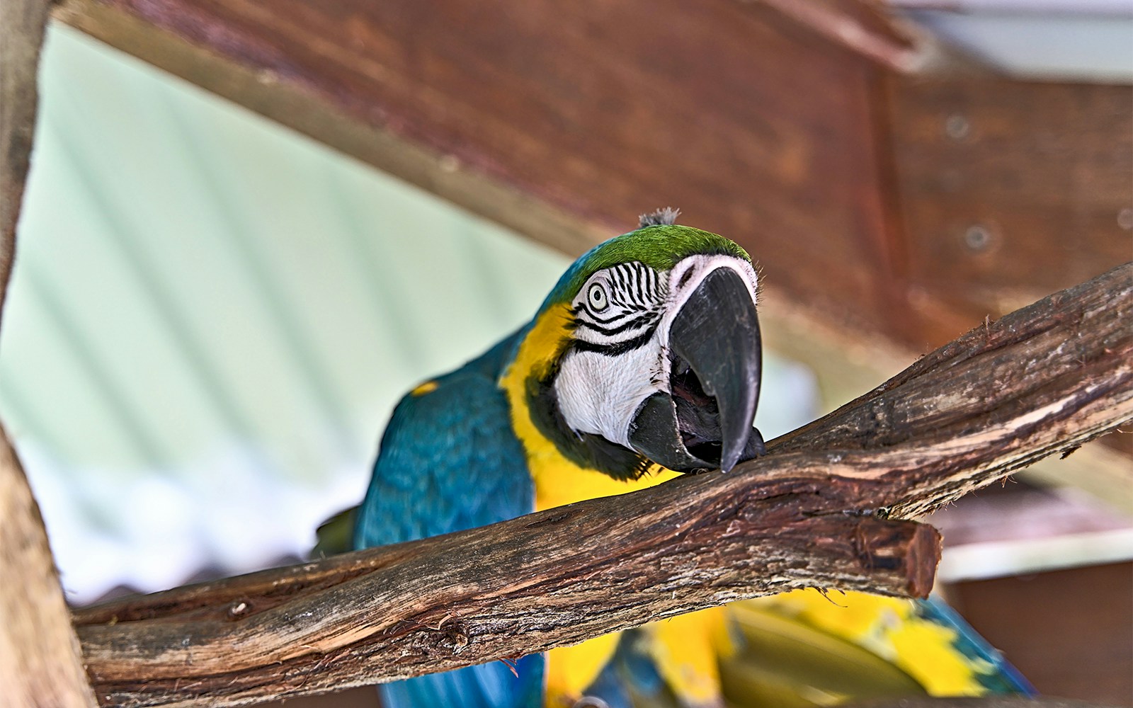 Macaw perched on a branch along the Kuranda Scenic Railway.