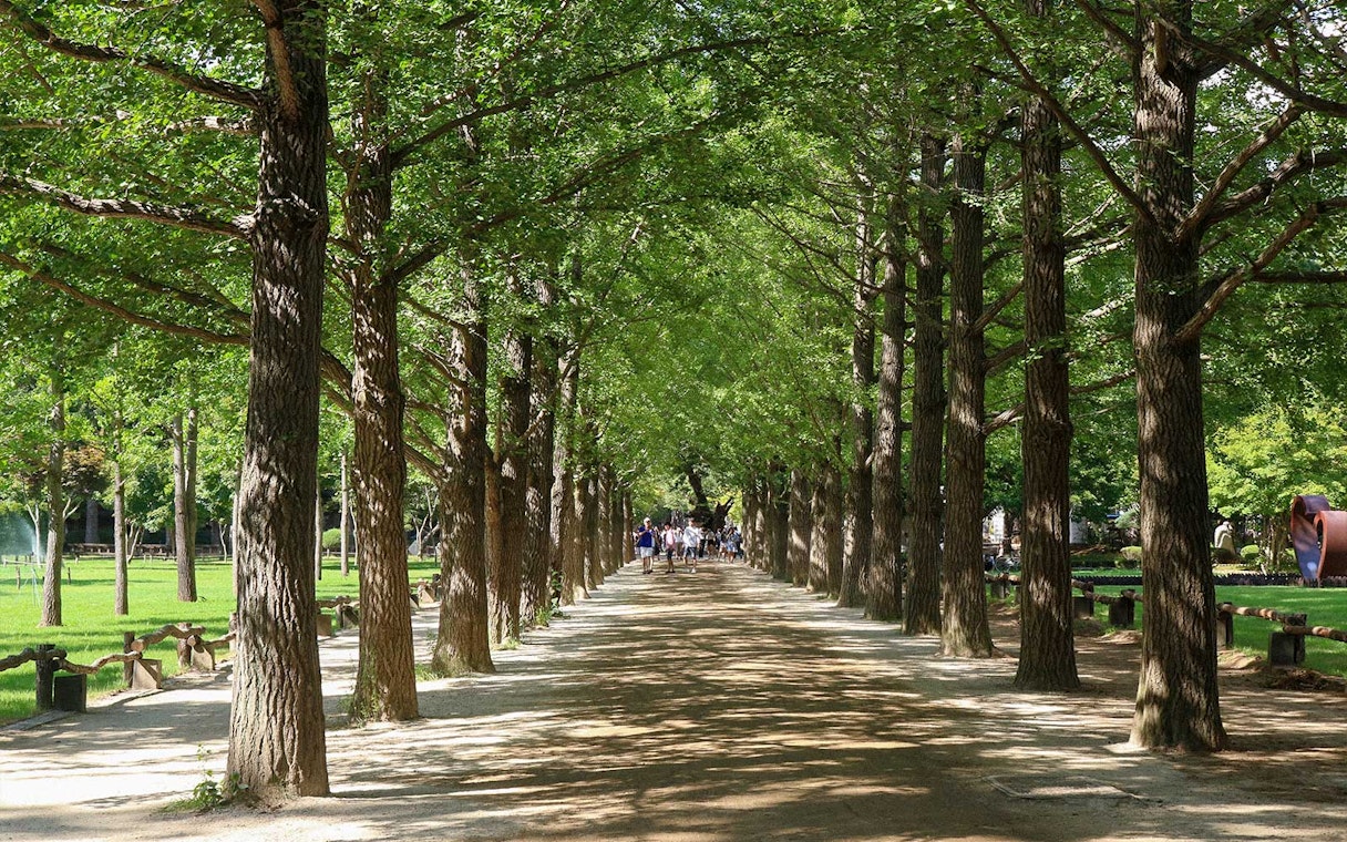 Tree-lined path on Nami Island with visitors walking.
