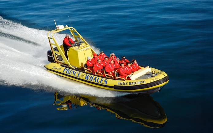 High-speed inflatable boat with passengers on a whale watching tour.