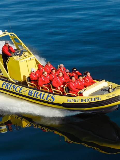 High-speed inflatable boat with passengers on a whale watching tour.
