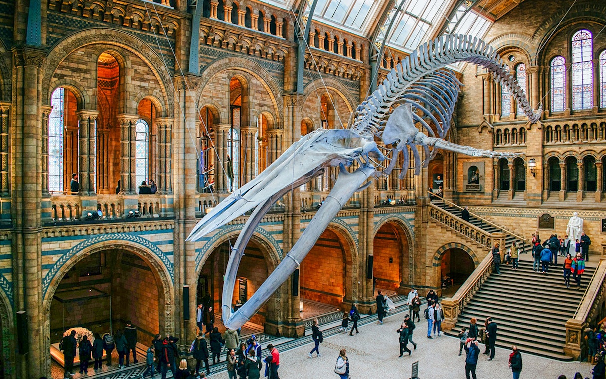 Whale skeleton in Natural History Museum gallery, London, with visitors exploring.