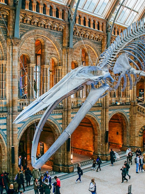 Whale skeleton in Natural History Museum gallery, London, with visitors exploring.