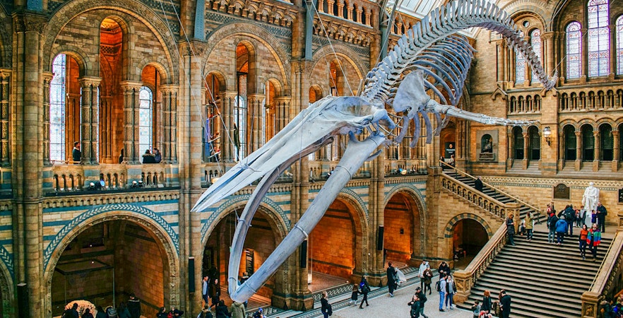 Whale skeleton in Natural History Museum gallery, London, with visitors exploring.