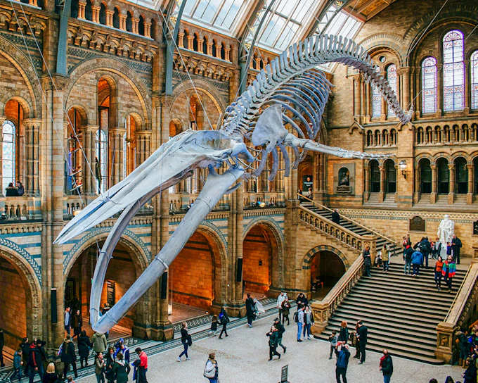 Natural History Museum Reserved Entry Ticket & Audio Tour