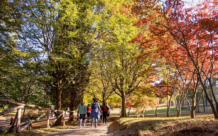 Visitors walking through autumn foliage at Parco Giardino Sigurtà, Italy.