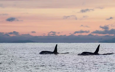 Whales swimming at sunset during a whale watching cruise in Tromso.