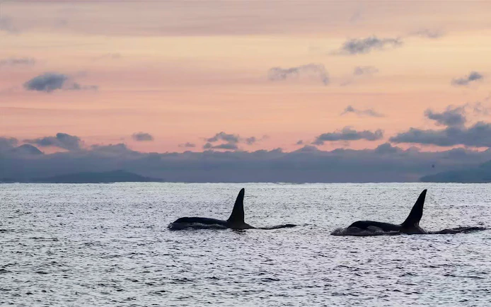Whales swimming at sunset during a whale watching cruise in Tromso.