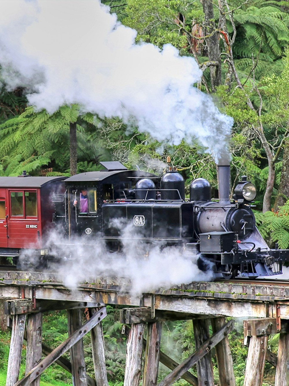 Puffing Billy steam train crossing trestle bridge in lush forest, part of Puffing Billy and Phillip Island Penguin Parade Bus Tour.