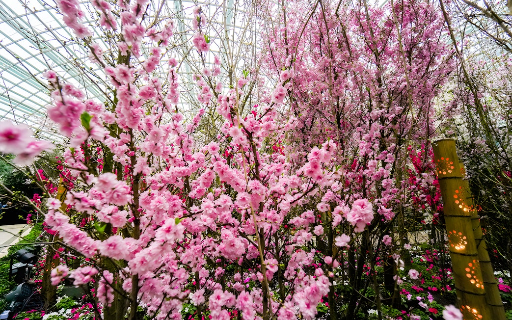 Cherry blossoms in full bloom at Gardens by the Bay, Singapore.