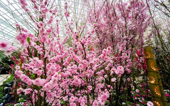 Cherry blossoms in full bloom at Gardens by the Bay, Singapore.
